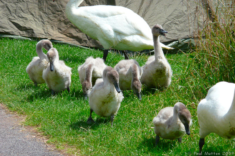 P1020872 Swans and cygnets